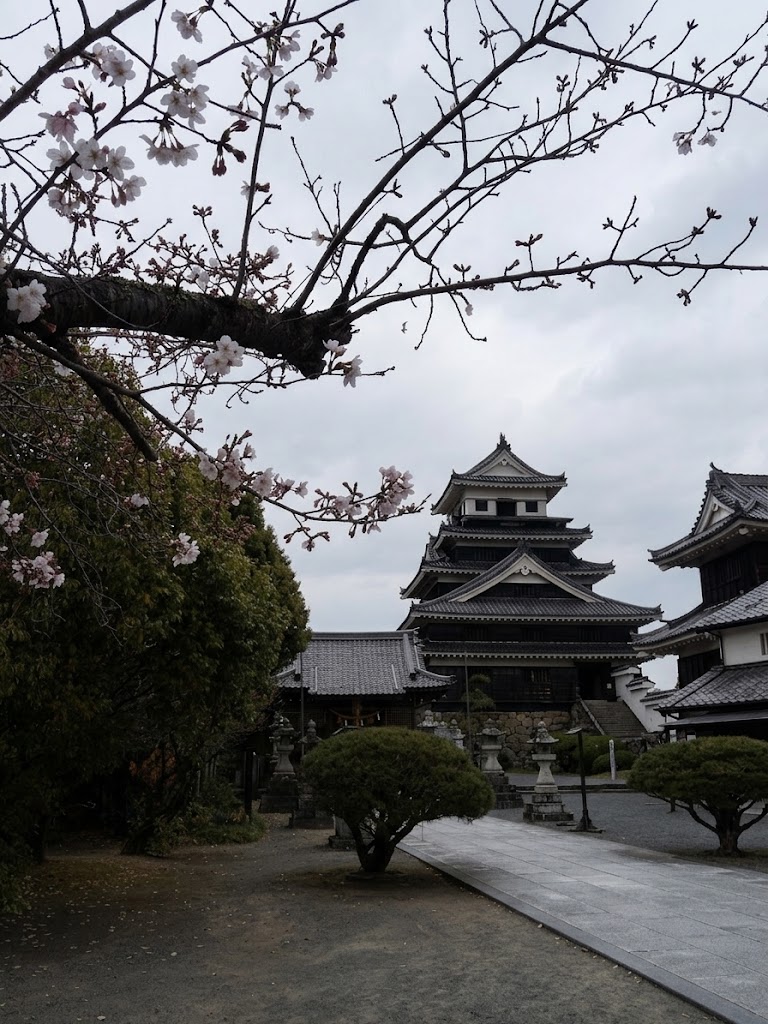 桜と中津城 天守閣